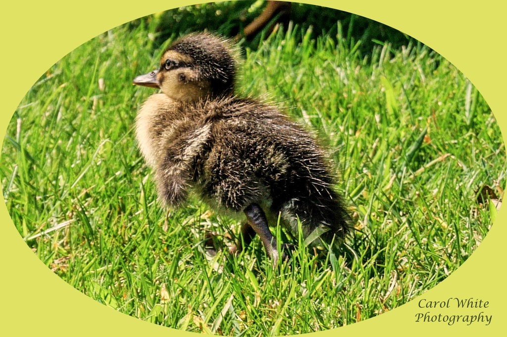 Tiny Mallard Duckling by carolmw