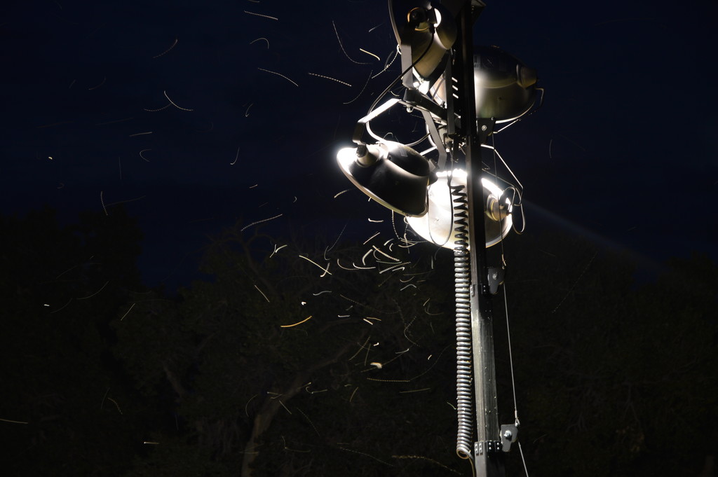 Spot Light On Bugs by bigdad