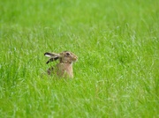 18th Aug 2019 - A hare