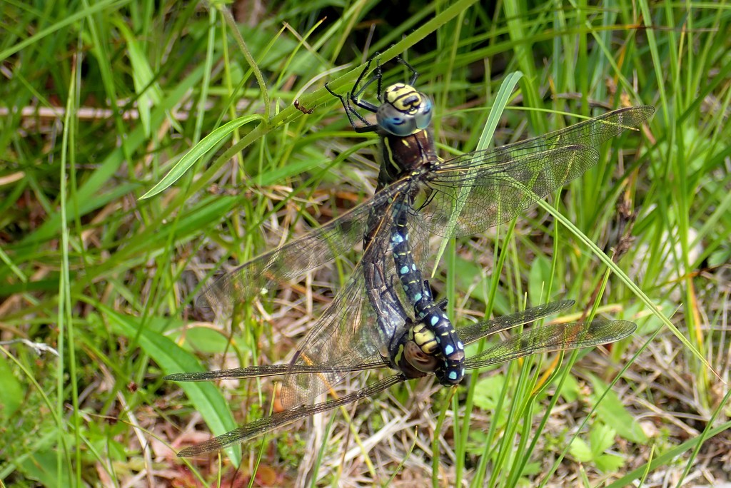 MISTER & MRS HAIRY DRAGONFLY MAKING MORE DRAGONFLIES by markp