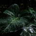 Taro leaf  by stefanotrezzi