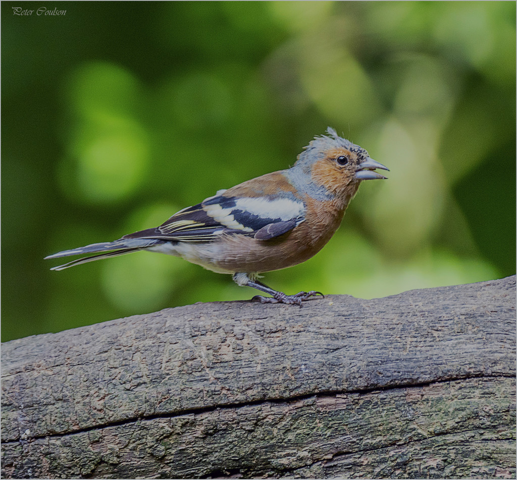 Male Chaffinch by pcoulson