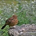 RK2_5300 One of our young blackbirds by rosiekind