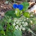 Asiatic Dayflower and Mini Queen Anne's Lace by meotzi
