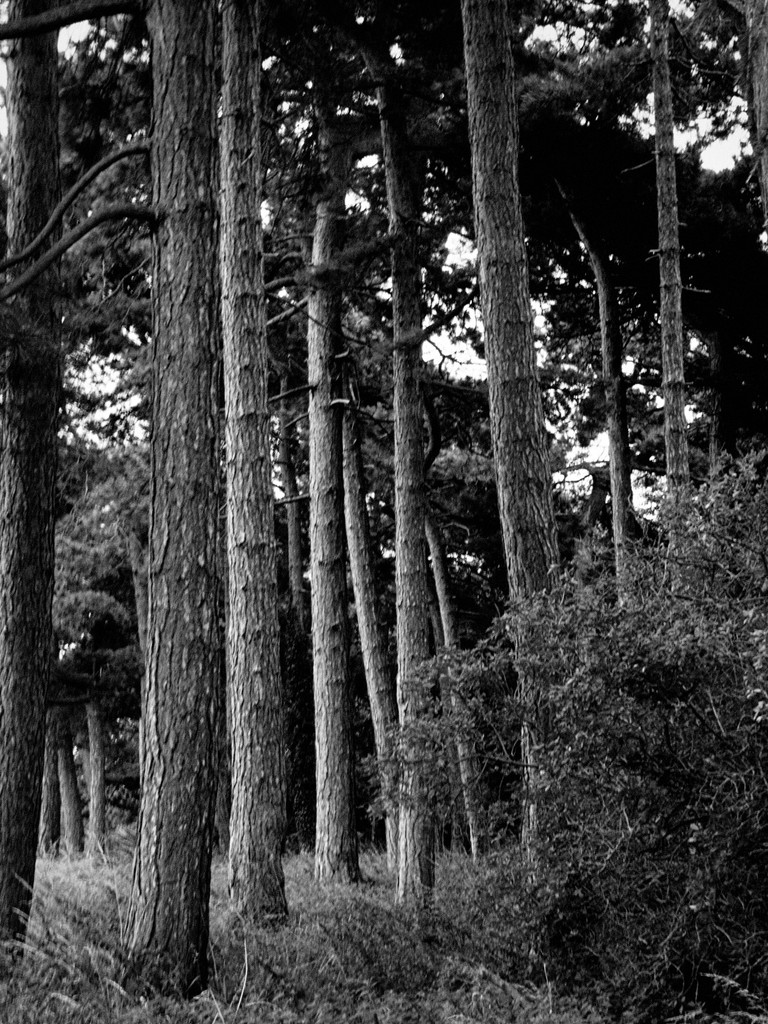 Pine Trees by allsop