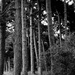 Pine Trees by allsop