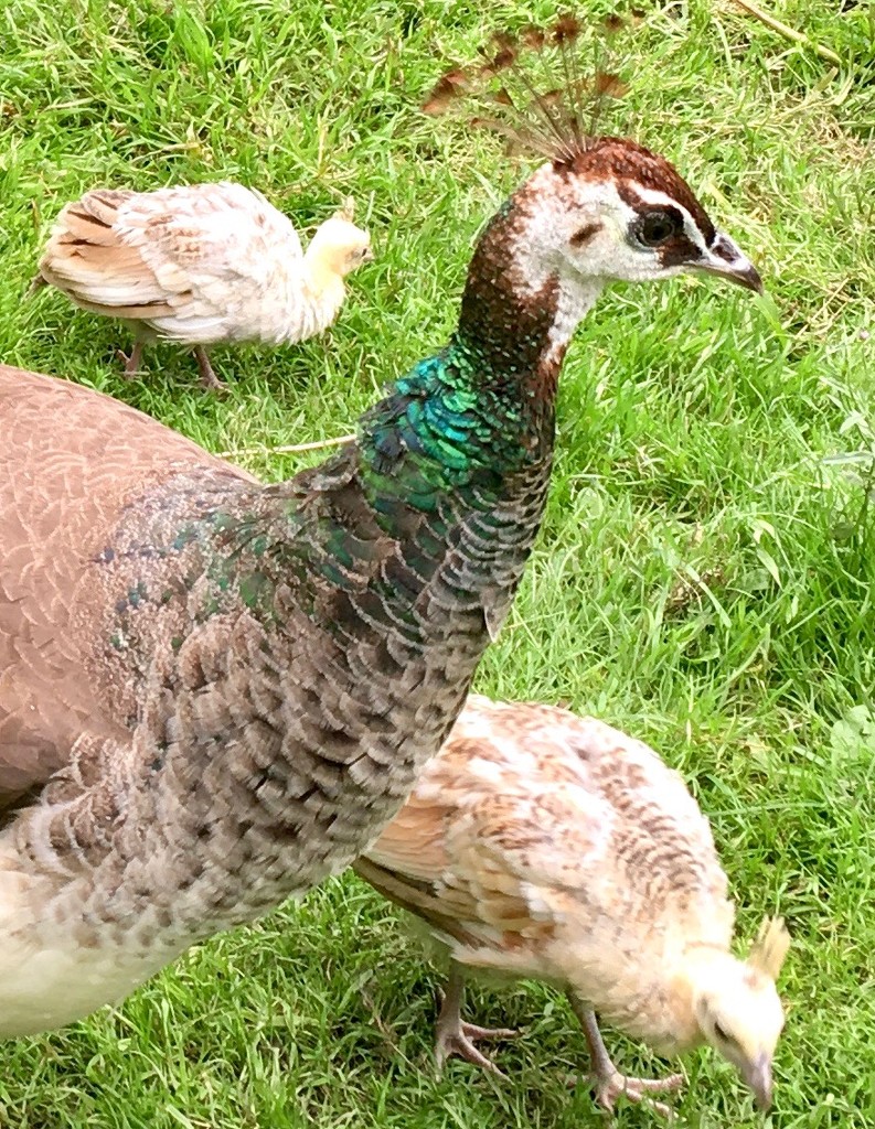 Peahen and chicks by rosie00