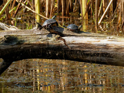 22nd Aug 2019 - turtles at play