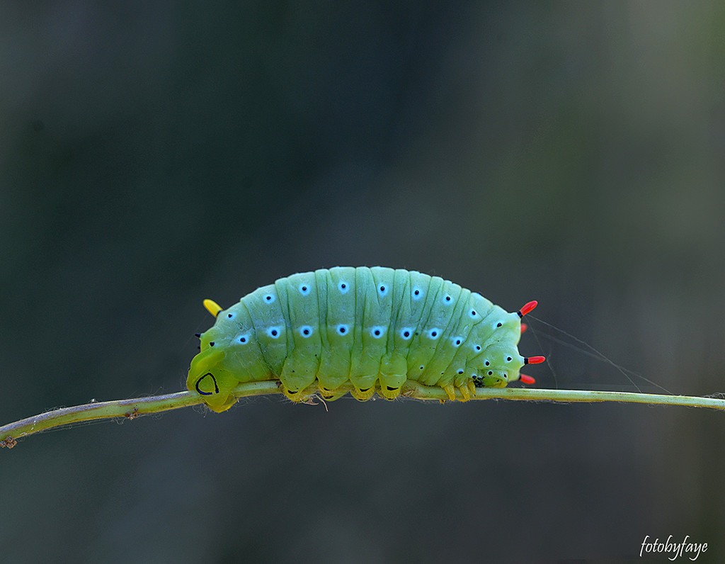 Promethea caterpillar! by fayefaye