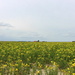 A field with Oenothera `s. ( Primrose) The Dutch name = Teunusbloem by pyrrhula