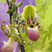 Orchid by larrysphotos