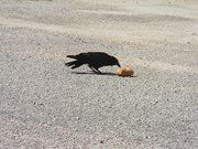 22nd Aug 2019 - Crow Pecking at Piece of Bread 