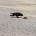 Crow Pecking at Piece of Bread  by sfeldphotos