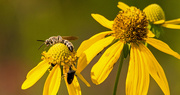 22nd Aug 2019 - The Bugs are Really Liking These Flowers!