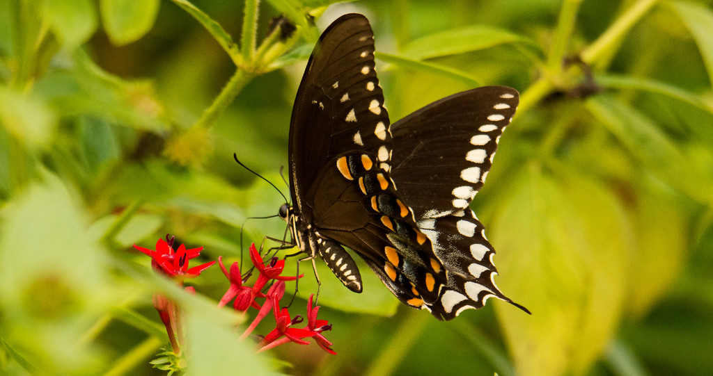 Palamedes Swallowtail Butterfly, I Think! by rickster549