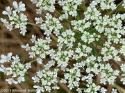 15th Aug 2019 - Macro: Queen Anne's Lace
