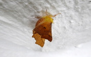 23rd Aug 2019 - Canary shouldered thorn