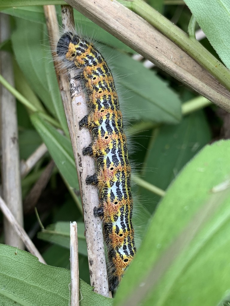 Caterpillar by mattjcuk