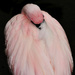 Sleeping Flamingo (haha) by photographycrazy