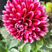 Another dahlia by pamknowler