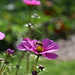Bee in Cosmos by parisouailleurs