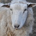 Sheepy by kgolab