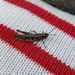 Field Grasshopper by 365projectmaxine
