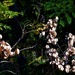 Shimmering Seed Pods ~ by happysnaps