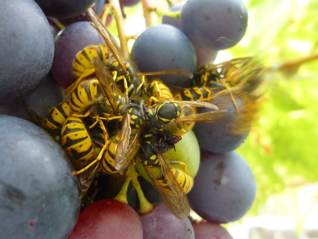 Wasps Frenzy by 30pics4jackiesdiamond