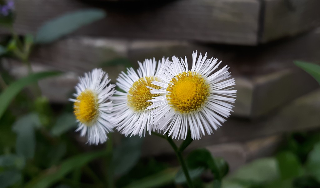 Little Daisies by julie