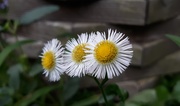 22nd Aug 2019 - Little Daisies