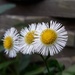 Little Daisies by julie