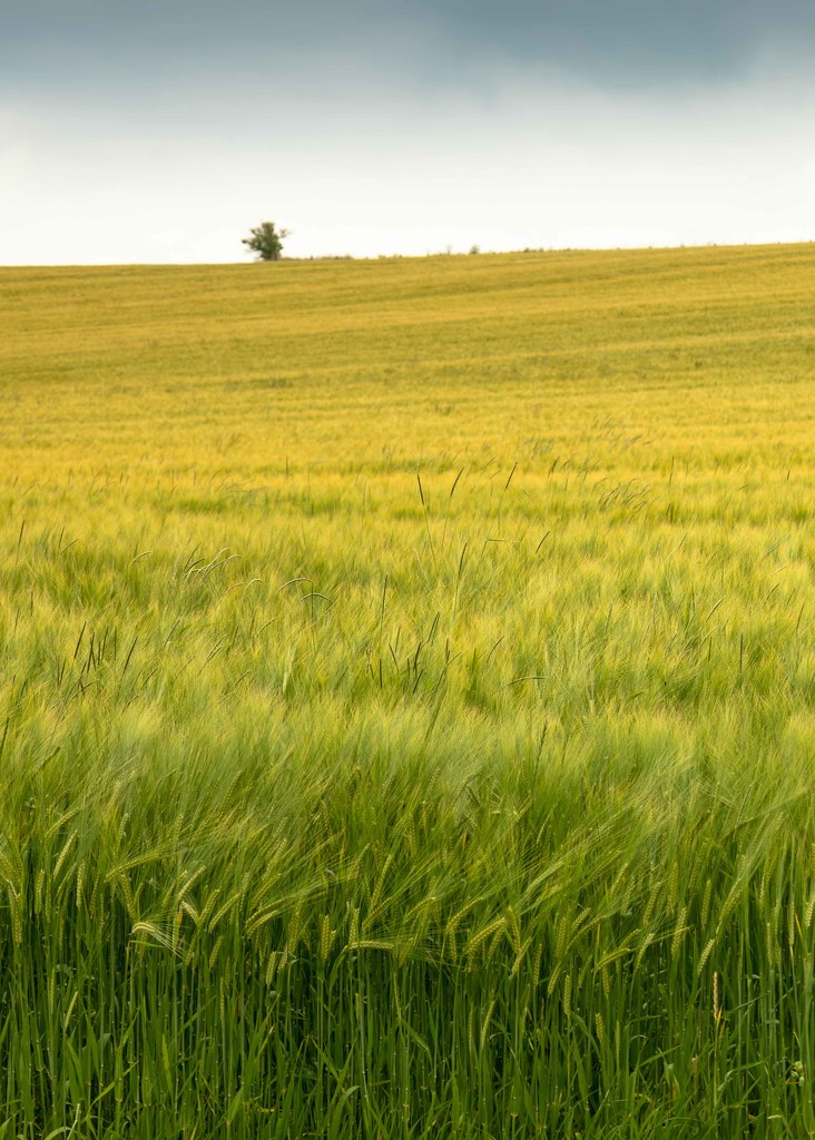 Barley in the Breeze by shepherdmanswife
