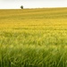 Barley in the Breeze by shepherdmanswife