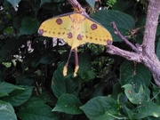 23rd Aug 2019 - The comet moth or Madagascan moon moth