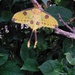 The comet moth or Madagascan moon moth by larrysphotos
