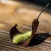Caterpillar rocking chair by novab