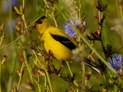 23rd Aug 2019 - american goldfinch 