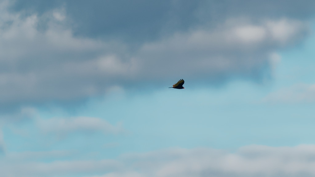 turkey vulture in the sky by rminer