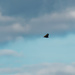 turkey vulture in the sky by rminer