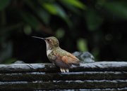 23rd Aug 2019 - Hummer in the Morning 
