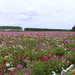 A field with Phlox flowers  by pyrrhula