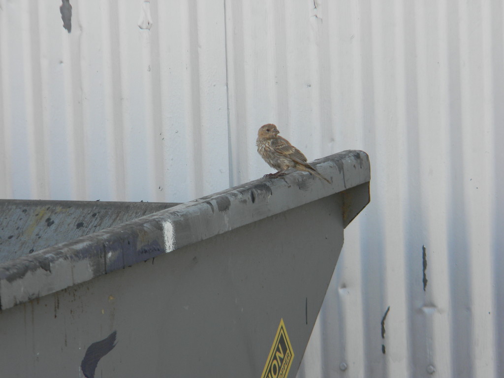 Bird on Waste Bin  by sfeldphotos