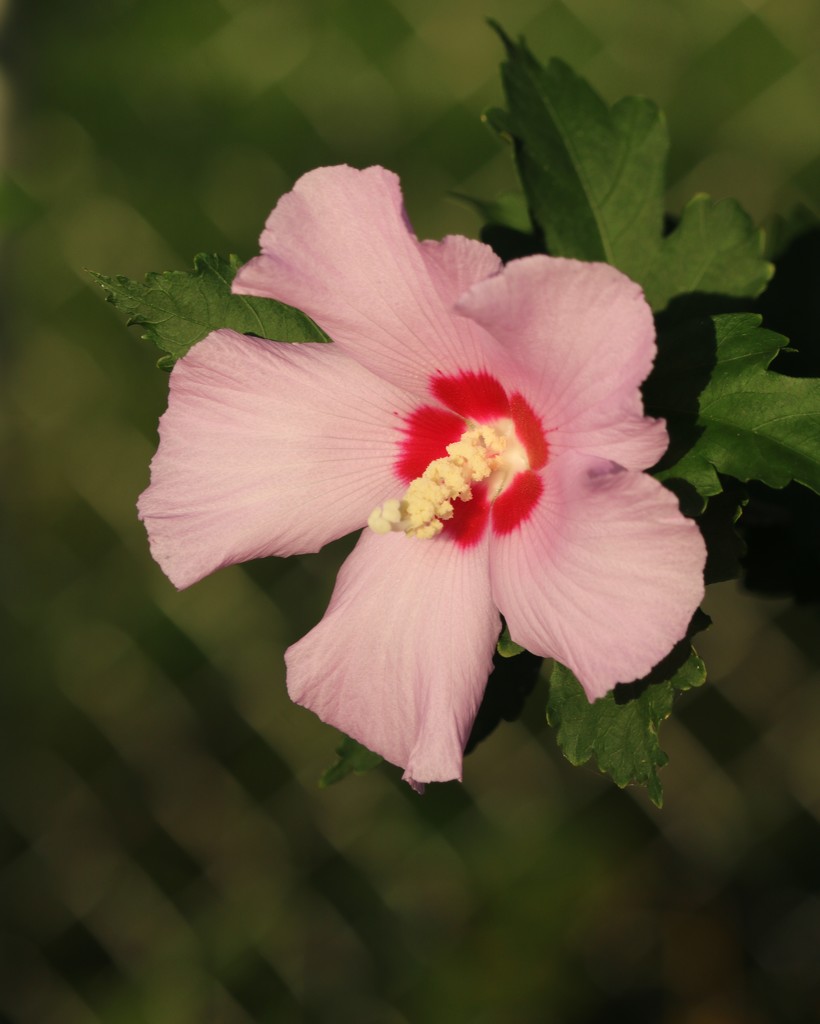 August 20: Rose of Sharon by daisymiller