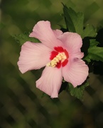 20th Aug 2019 - August 20: Rose of Sharon