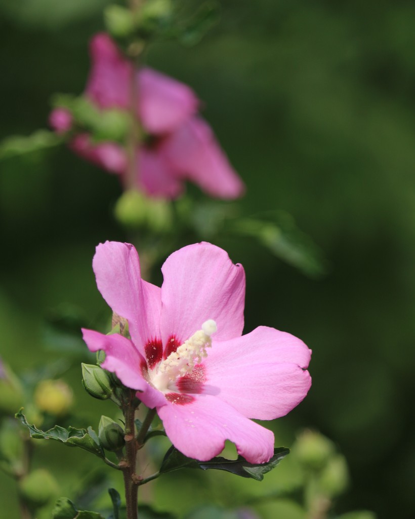 August 21: Rose of Sharon by daisymiller