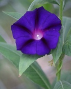 22nd Aug 2019 - August 22: Morning Glory