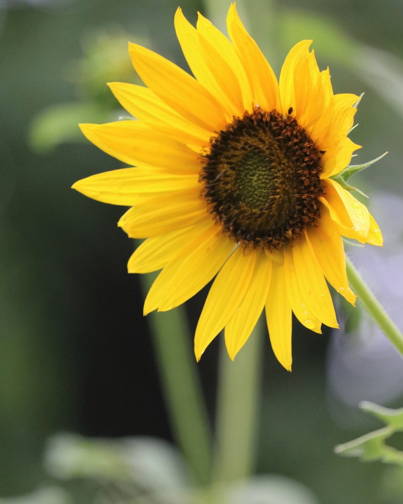 August 23: Sunflower by daisymiller
