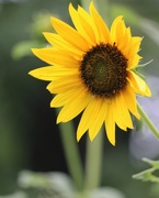 23rd Aug 2019 - August 23: Sunflower