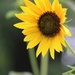August 23: Sunflower by daisymiller
